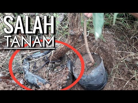 Detail Gambar Akar Tanaman Mangga Nomer 20
