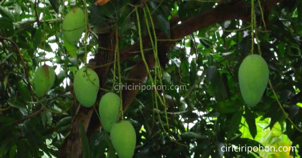 Detail Gambar Akar Tanaman Mangga Nomer 21