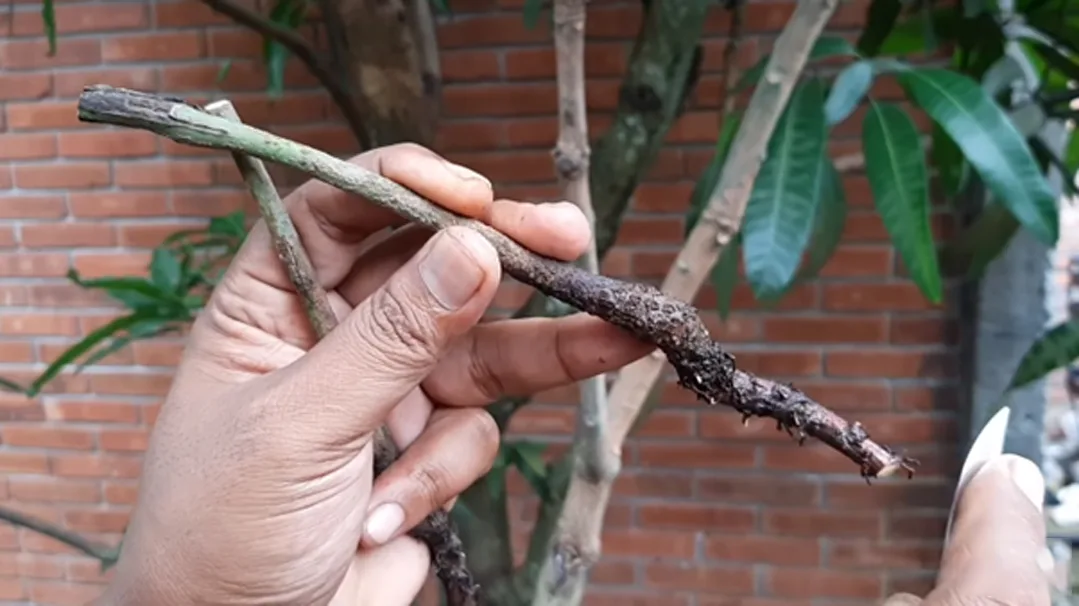 Detail Gambar Akar Tanaman Mangga Nomer 23