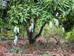 Detail Gambar Akar Tanaman Mangga Nomer 24
