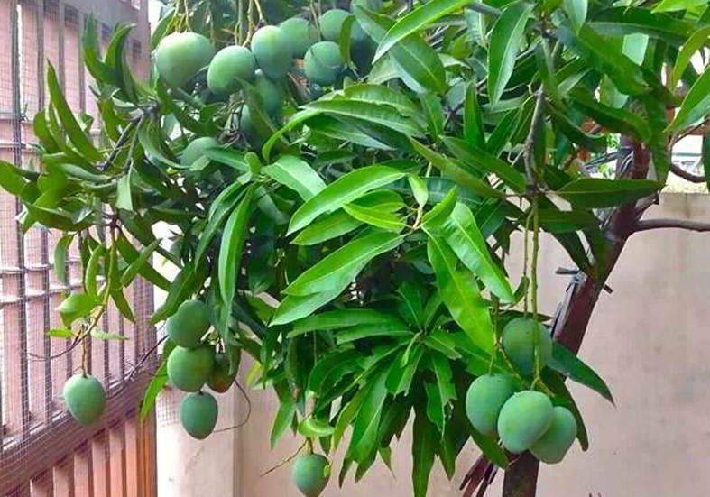 Detail Gambar Akar Tanaman Mangga Nomer 25