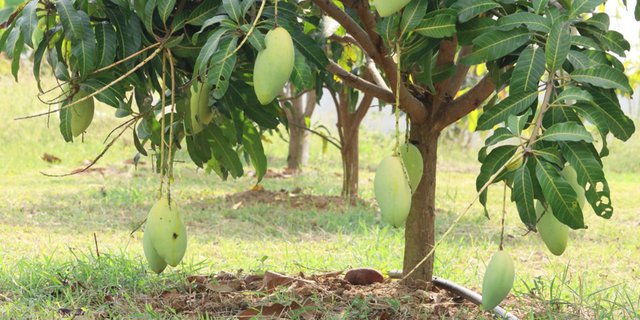 Detail Gambar Akar Tanaman Mangga Nomer 26