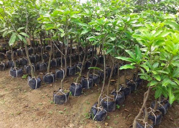 Detail Gambar Akar Tanaman Mangga Nomer 27