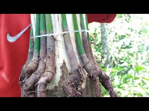 Detail Gambar Akar Tanaman Mangga Nomer 28