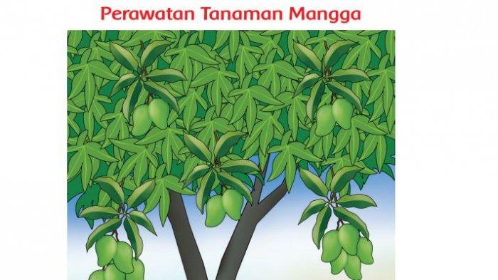 Detail Gambar Akar Tanaman Mangga Nomer 29
