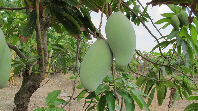 Detail Gambar Akar Tanaman Mangga Nomer 30