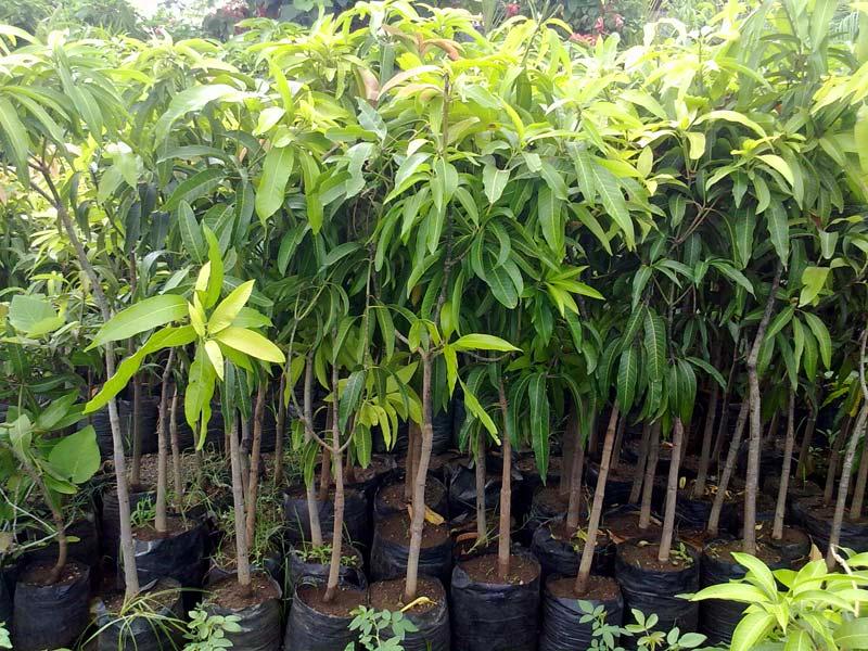 Detail Gambar Akar Tanaman Mangga Nomer 31