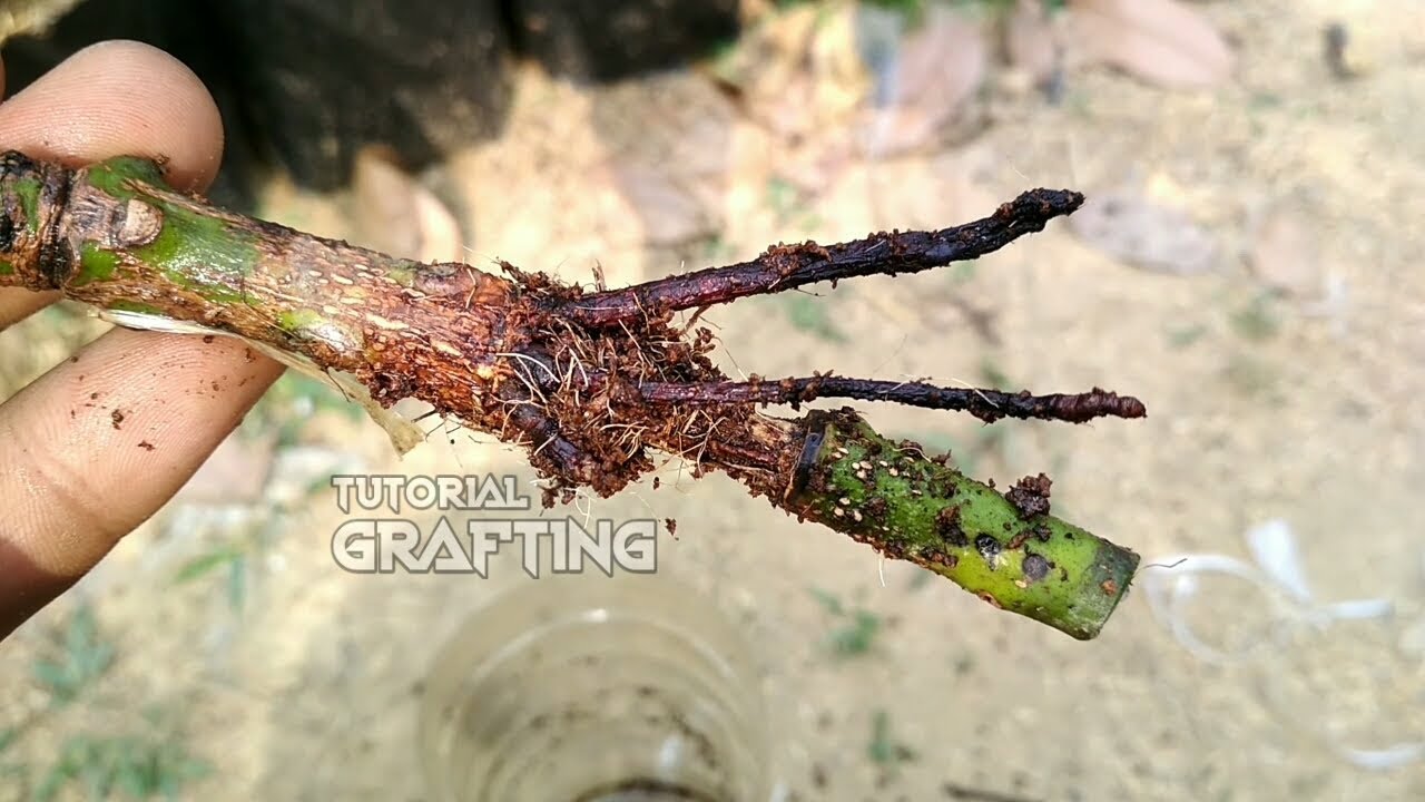 Detail Gambar Akar Tanaman Mangga Nomer 32