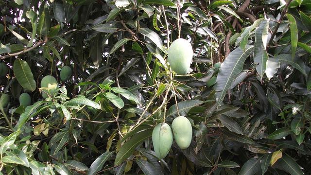 Detail Gambar Akar Tanaman Mangga Nomer 33