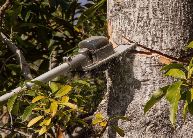 Detail Gambar Akar Tanaman Mangga Nomer 34