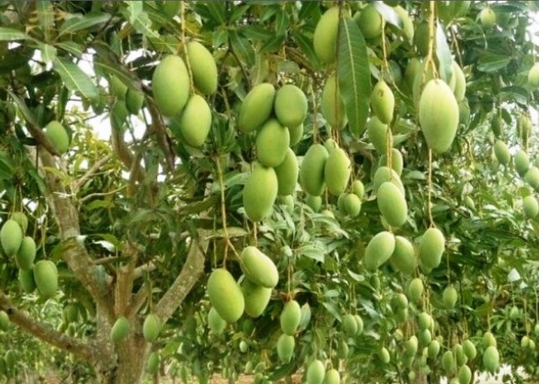 Detail Gambar Akar Tanaman Mangga Nomer 37