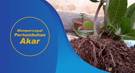 Detail Gambar Akar Tanaman Mangga Nomer 38