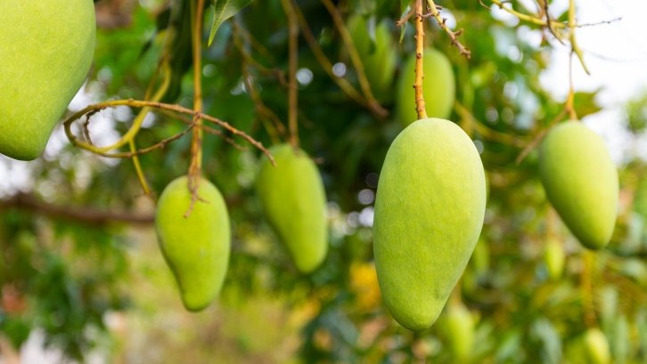 Detail Gambar Akar Tanaman Mangga Nomer 39