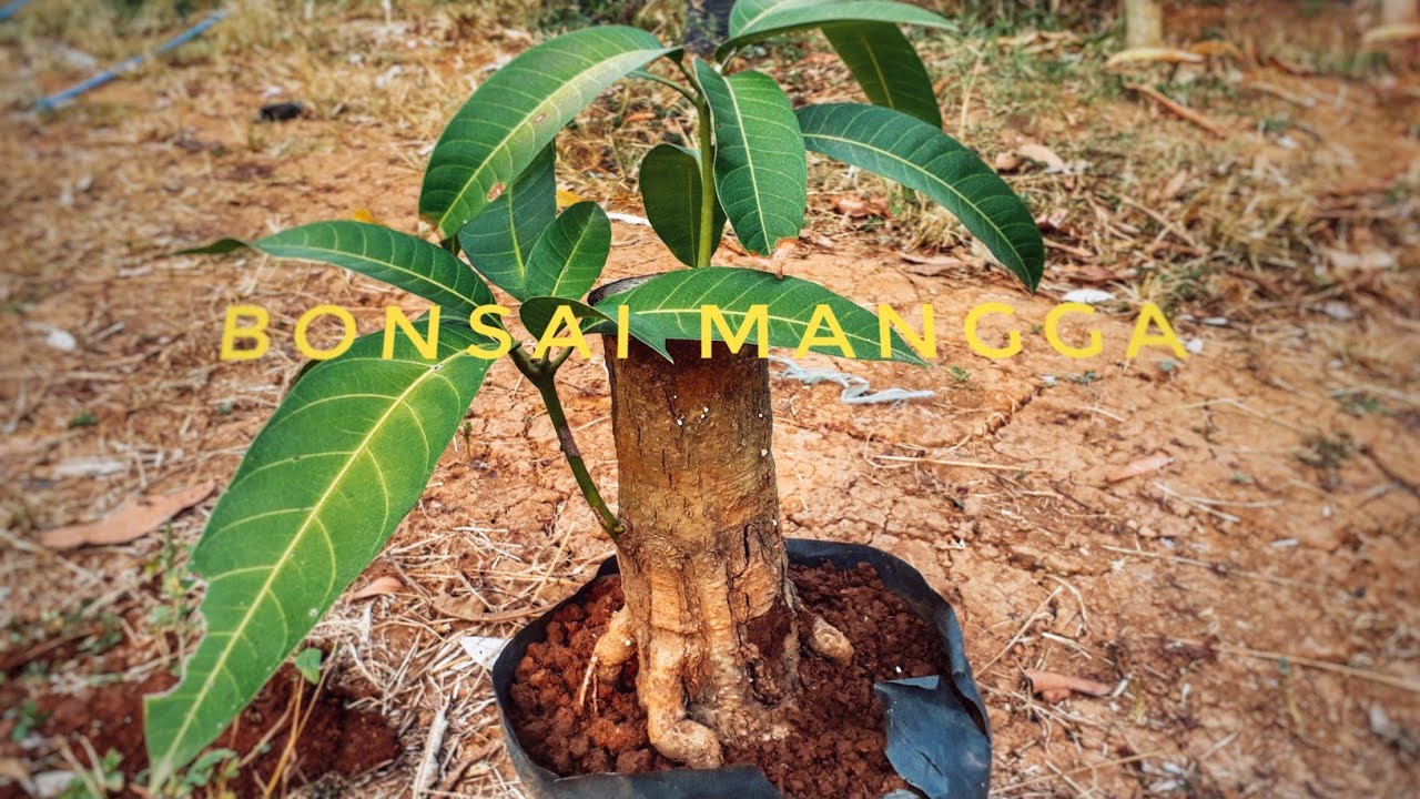 Detail Gambar Akar Tanaman Mangga Nomer 42