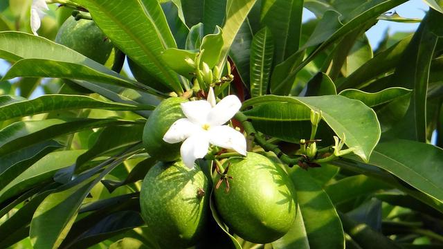 Detail Gambar Akar Tanaman Mangga Nomer 43