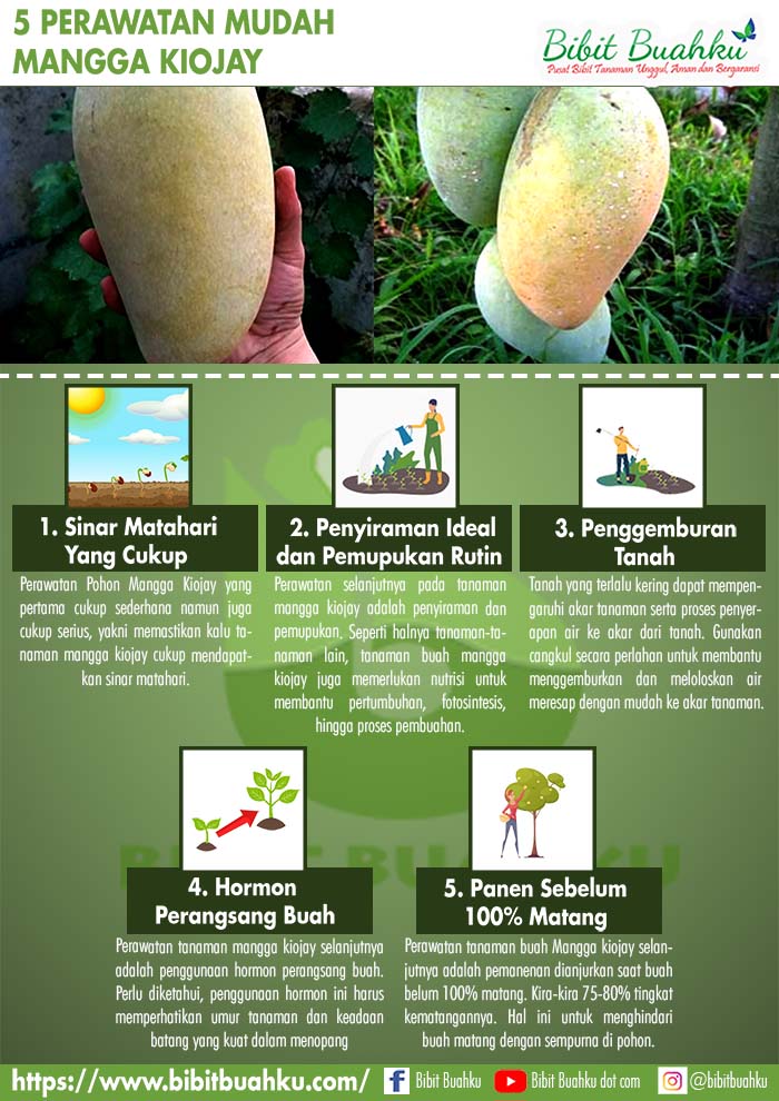 Detail Gambar Akar Tanaman Mangga Nomer 44