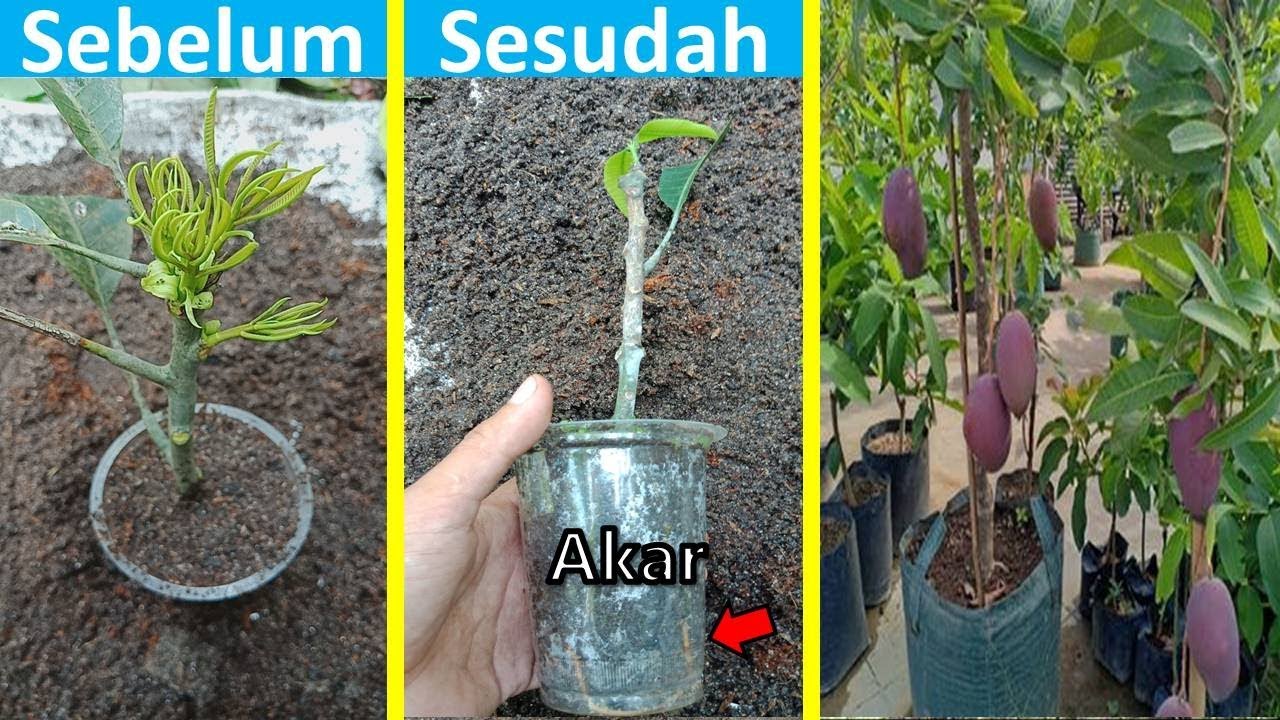 Detail Gambar Akar Tanaman Mangga Nomer 45