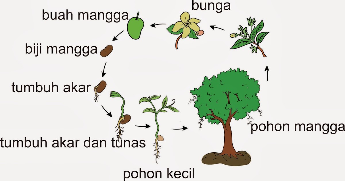 Detail Gambar Akar Tanaman Mangga Nomer 46