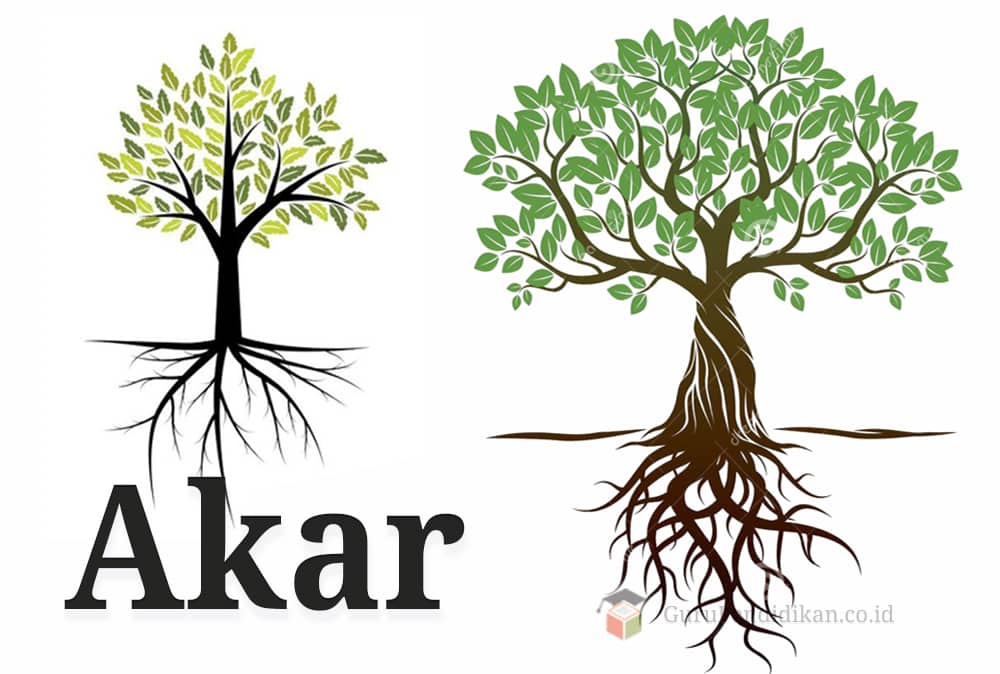Detail Gambar Akar Tanaman Mangga Nomer 6