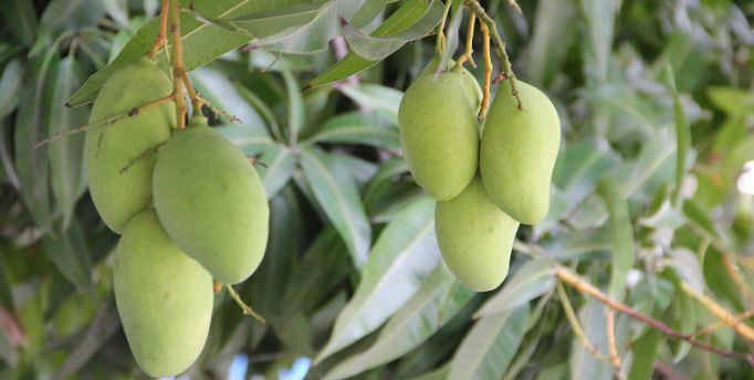 Detail Gambar Akar Tanaman Mangga Nomer 47