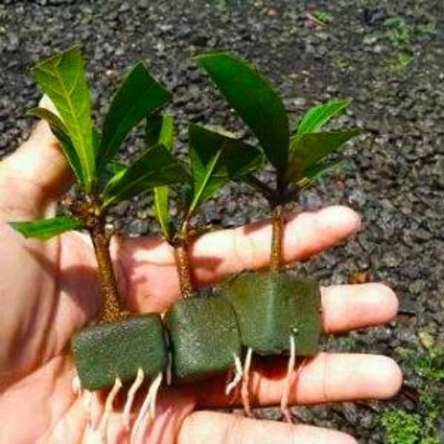 Detail Gambar Akar Tanaman Mangga Nomer 48