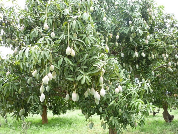 Detail Gambar Akar Tanaman Mangga Nomer 49