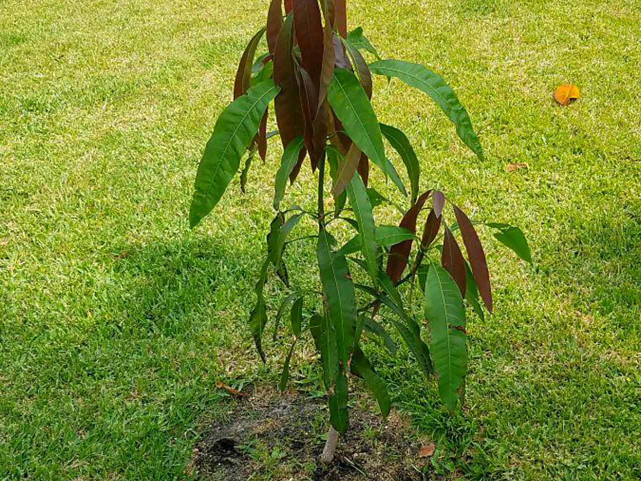 Detail Gambar Akar Tanaman Mangga Nomer 50