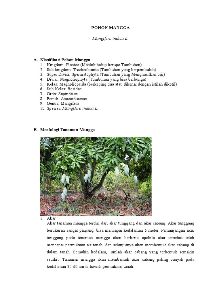 Detail Gambar Akar Tanaman Mangga Nomer 51