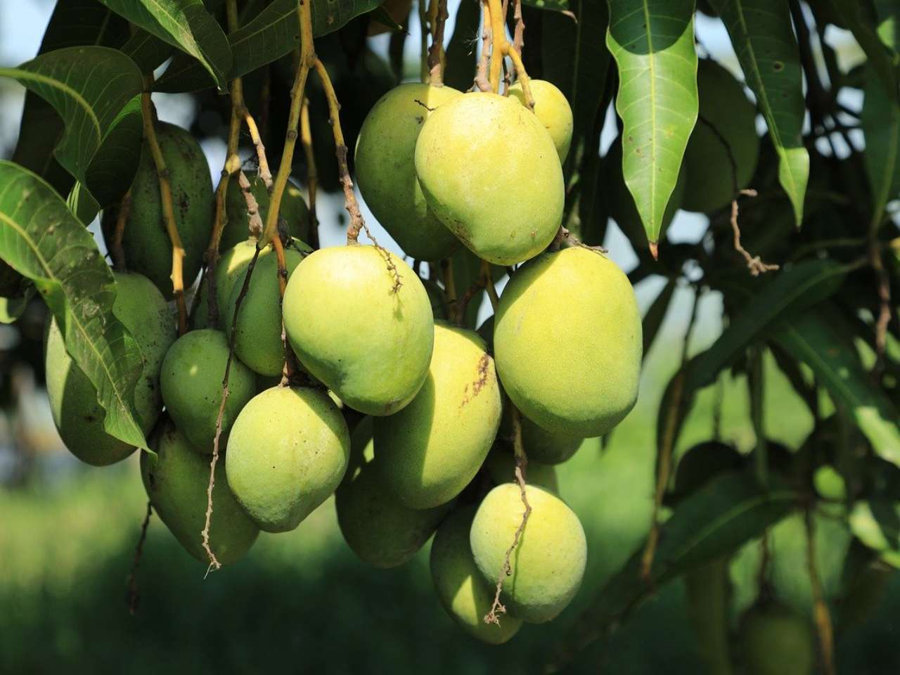 Detail Gambar Akar Tanaman Mangga Nomer 52