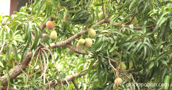 Detail Gambar Akar Tanaman Mangga Nomer 55