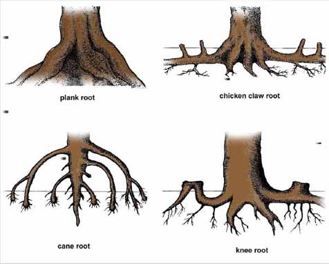 Detail Gambar Akar Tanaman Mangga Nomer 8