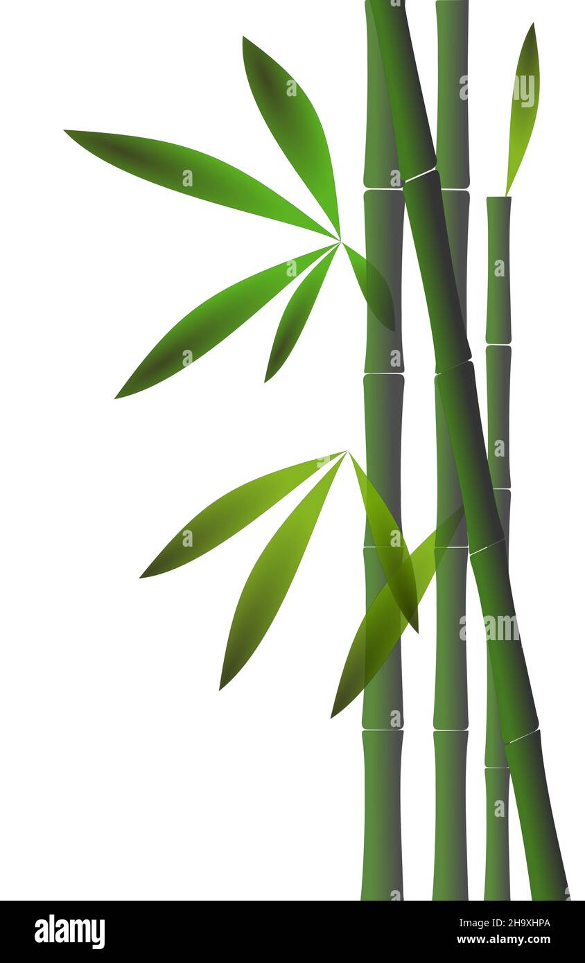 Detail Bamboo Background Nomer 10