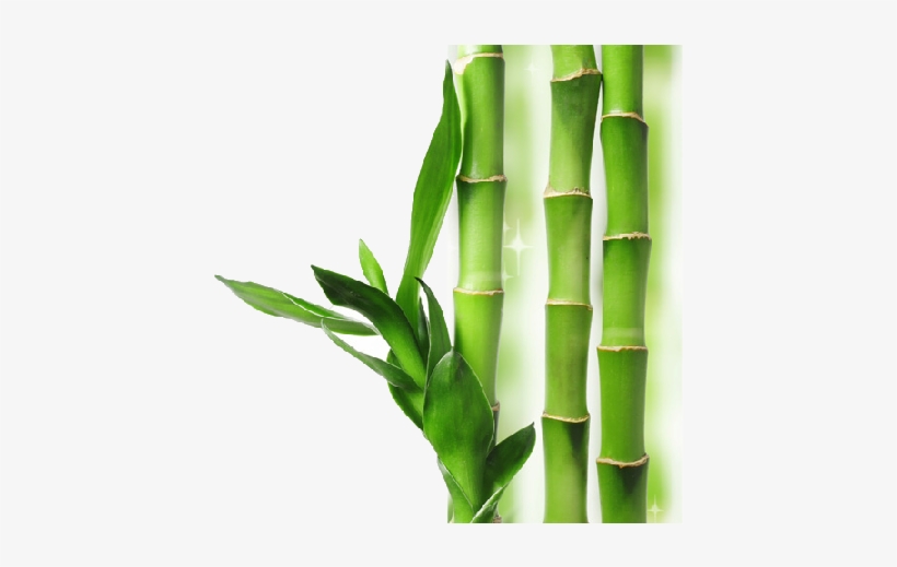 Detail Bamboo Background Nomer 17