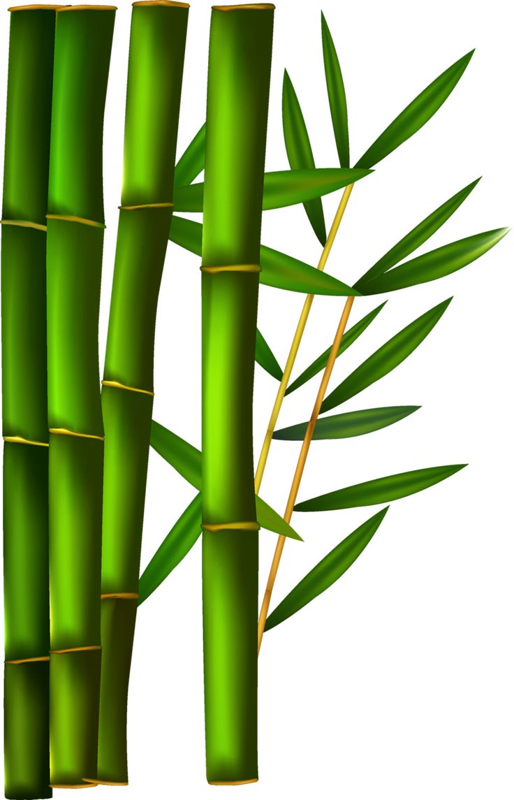 Detail Bamboo Background Nomer 3