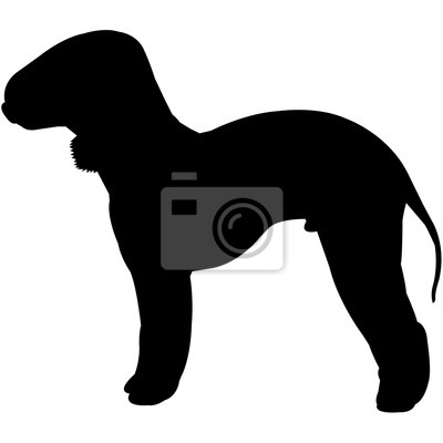 Detail Bedlington Terrier Welpen Nomer 14