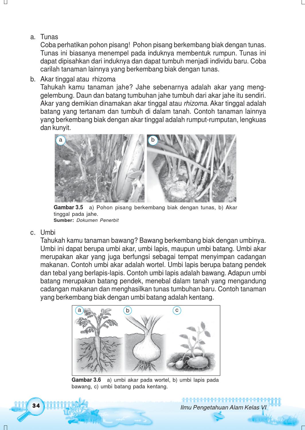 Detail Gambar Akar Tinggal Nomer 35