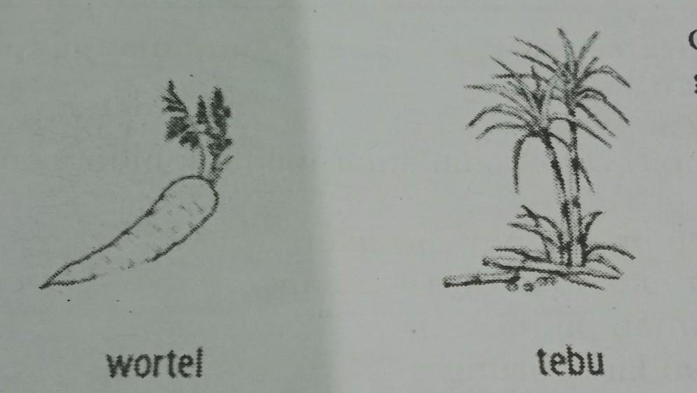 Detail Gambar Akar Tinggal Nomer 44