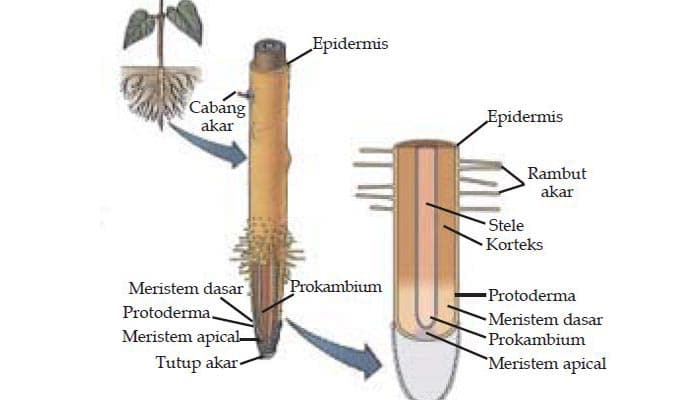 Detail Gambar Akar Tumbuhan Nomer 13