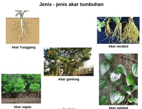 Detail Gambar Akar Tumbuhan Nomer 24