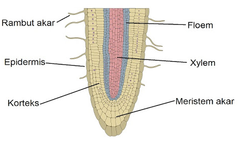 Detail Gambar Akar Tumbuhan Nomer 40