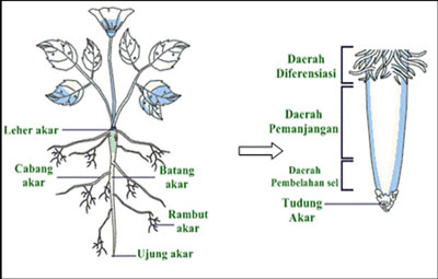 Detail Gambar Akar Tumbuhan Dikotil Nomer 29