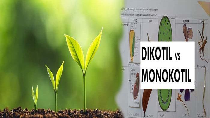 Detail Gambar Akar Tumbuhan Dikotil Nomer 30