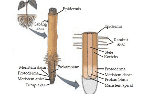 Detail Gambar Akar Tumbuhan Dikotil Nomer 33