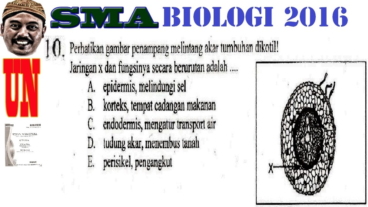 Detail Gambar Akar Tumbuhan Dikotil Nomer 42