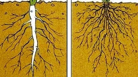 Detail Gambar Akar Tumbuhan Dikotil Nomer 52