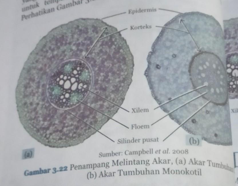 Detail Gambar Akar Tumbuhan Dikotil Nomer 54