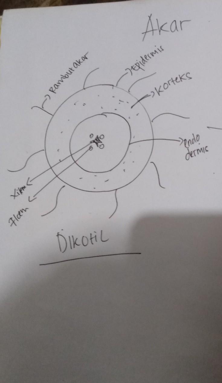 Detail Gambar Akar Tumbuhan Dikotil Nomer 56