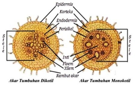 Gambar Akar Tumbuhan Dikotil Dan Monokotil - KibrisPDR