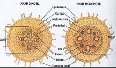 Detail Gambar Akar Tumbuhan Dikotil Dan Monokotil Nomer 2