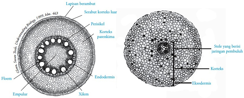 Detail Gambar Akar Tumbuhan Dikotil Dan Monokotil Nomer 10